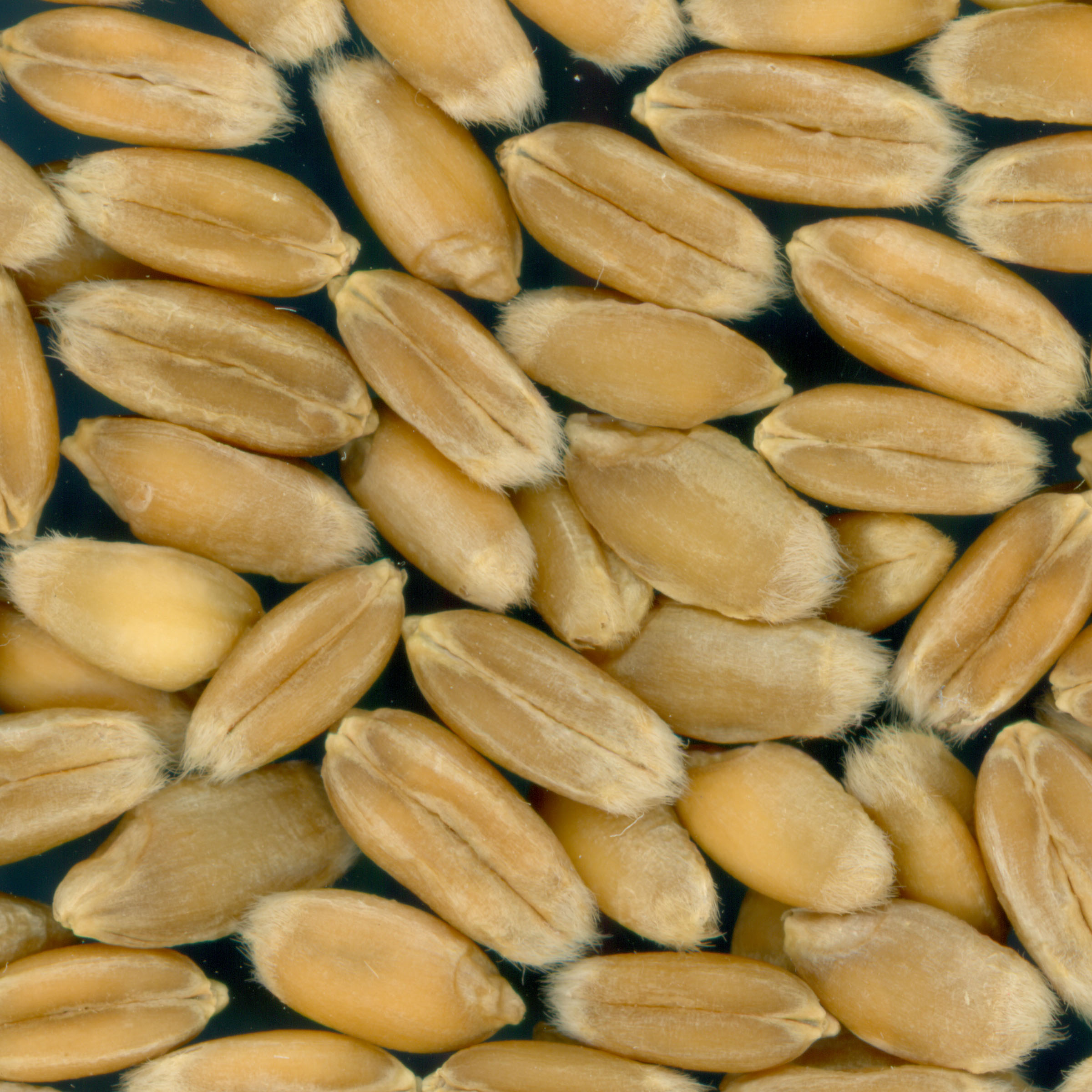 Click for 3 image(s) for this accession. KERNELS